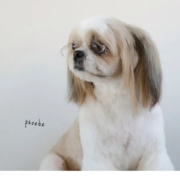 dogold でトリミングしたワンちゃんの写真 1