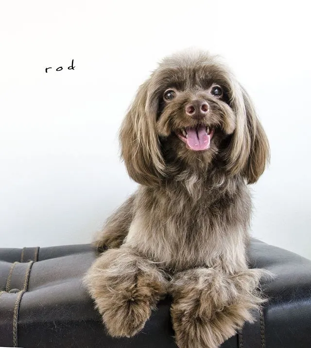 dogold でトリミングしたワンちゃんの写真 3