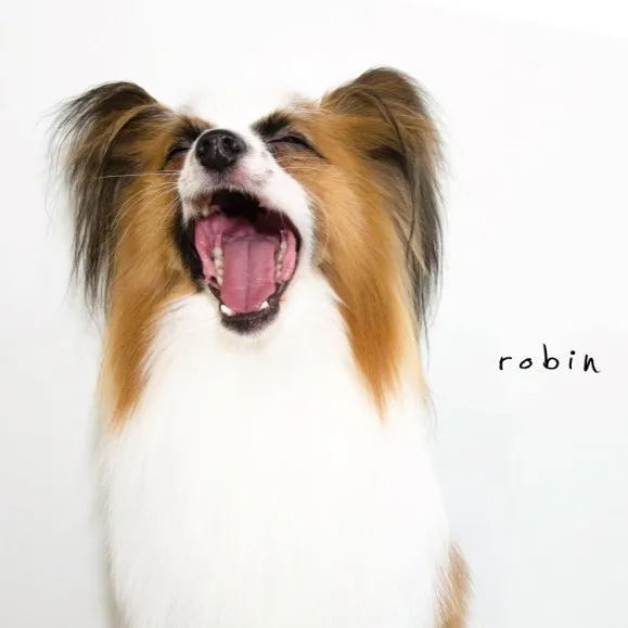 dogold でトリミングしたワンちゃんの写真 6
