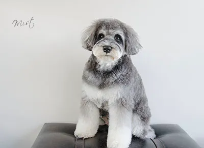 dogold でトリミングしたワンちゃんの写真 33